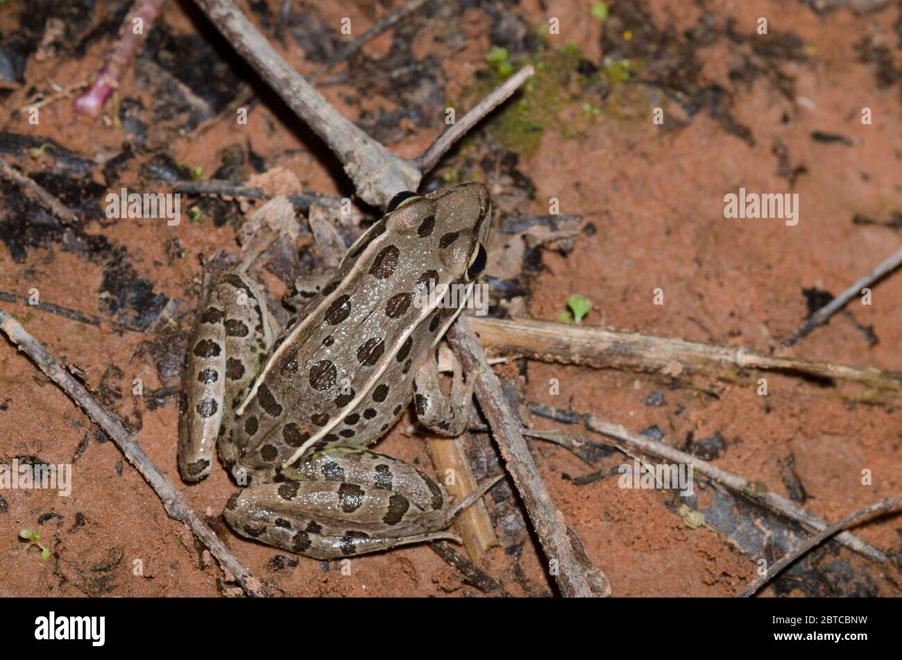Südliche Leopard Frog, Lithobates sphenocephala Stockfoto