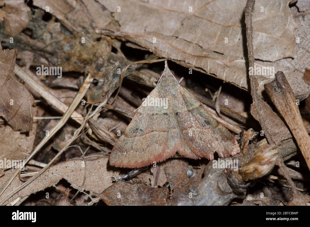 Hemeroplanis, Hemeroplanis habitalis, schwarz gepunktet, in Laub-Streu auf Waldboden getarnt Stockfoto
