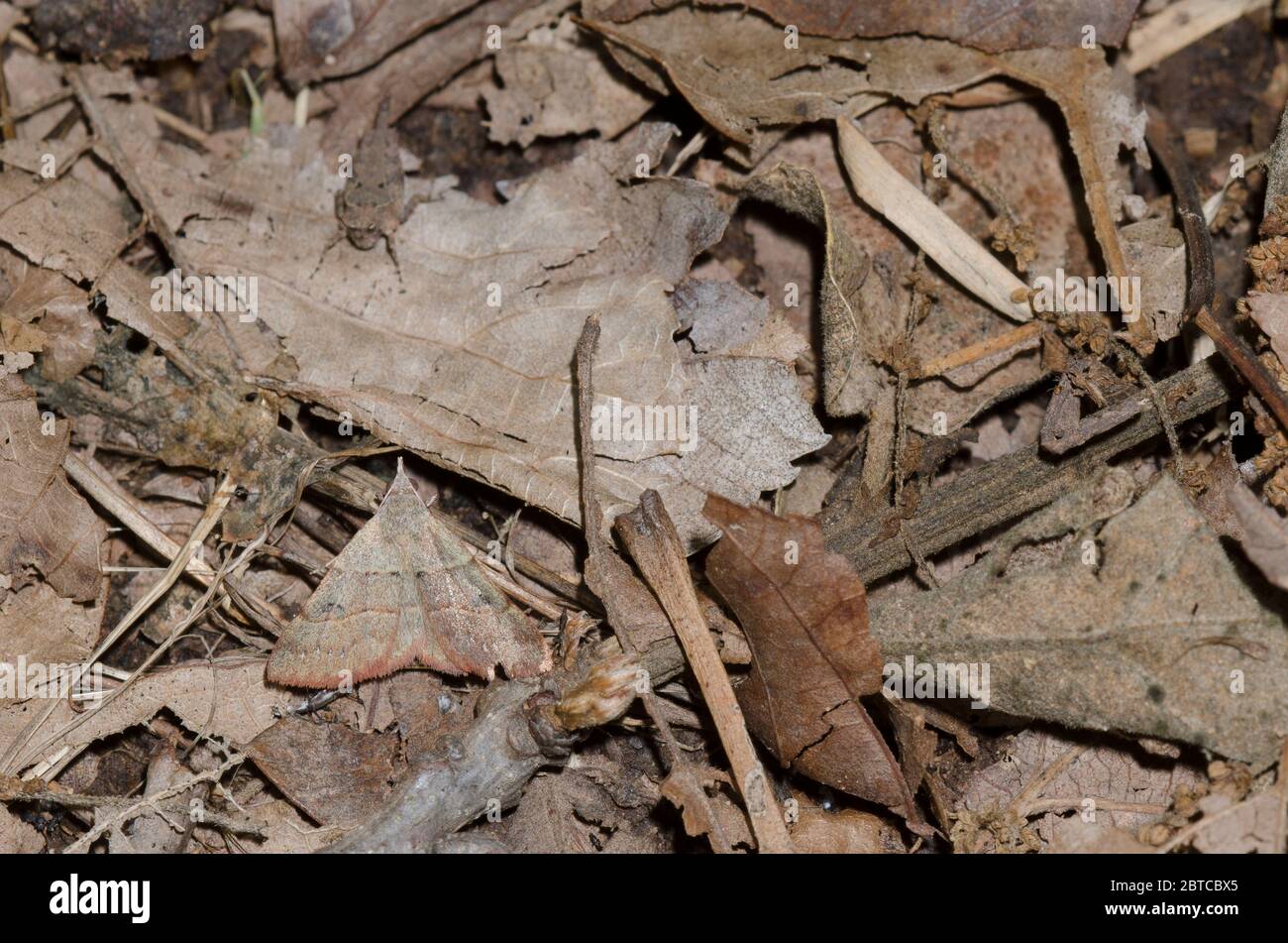 Hemeroplanis, Hemeroplanis habitalis, schwarz gepunktet, in Laub-Streu auf Waldboden getarnt Stockfoto