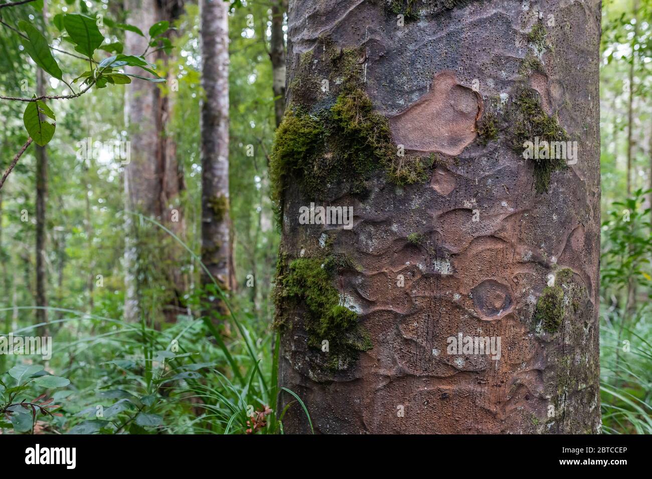 Kauri-Baum Agathis australis, Northland, Neuseeland, September 2019 Stockfoto