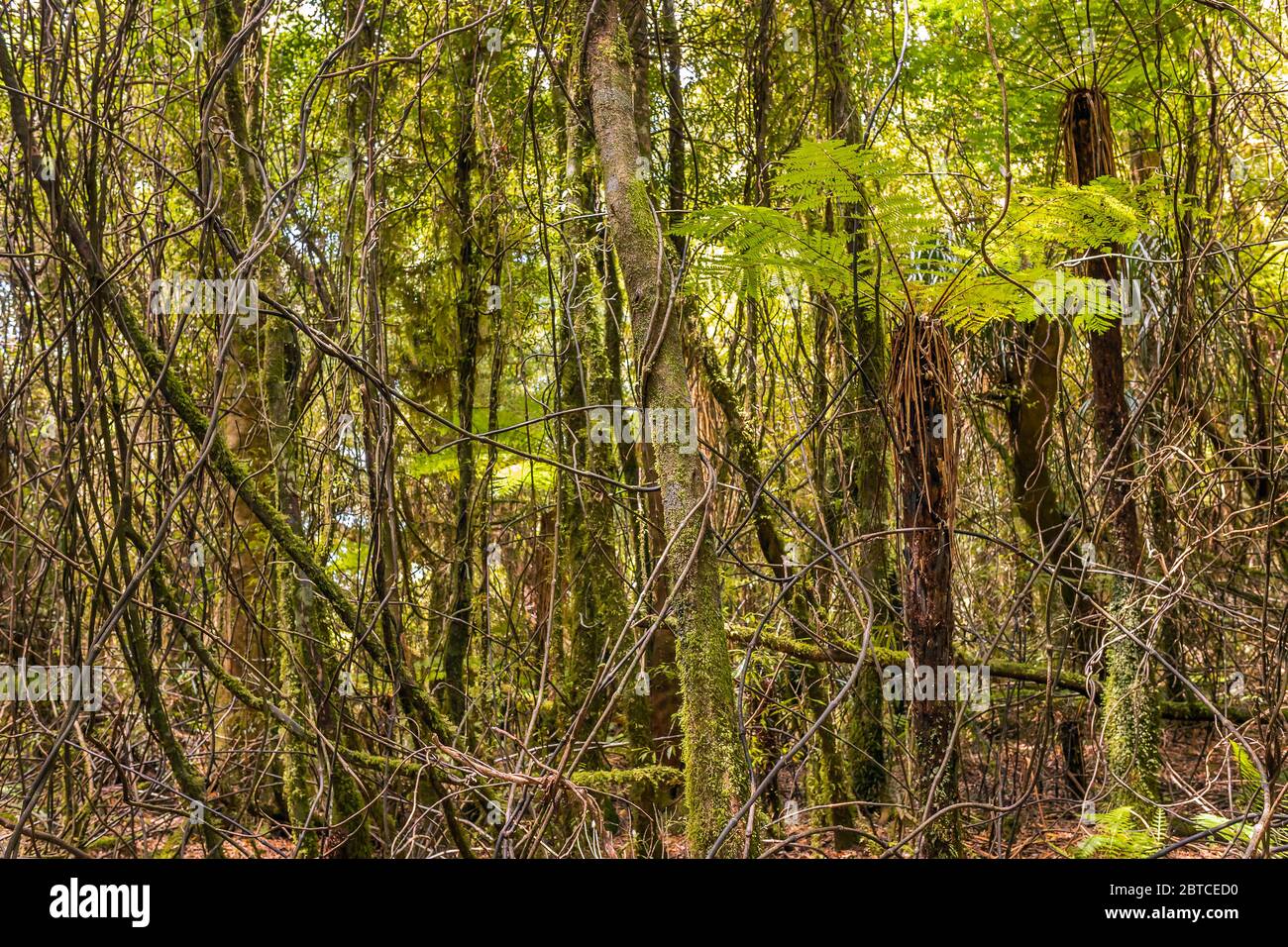 Supplejack Ripogonum Scandens, eine Rebe, die in dichten Dickicht wächst, Pirongia Forest Park, Neuseeland, November 2019 Stockfoto