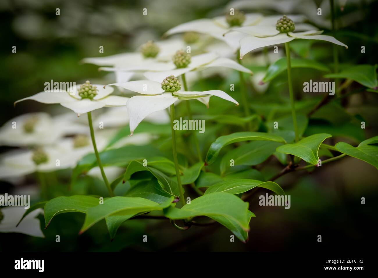 Seitenansicht der Blüten eines Kousa Dogwood. Crowder Park von Wake County, North Carolina. Stockfoto