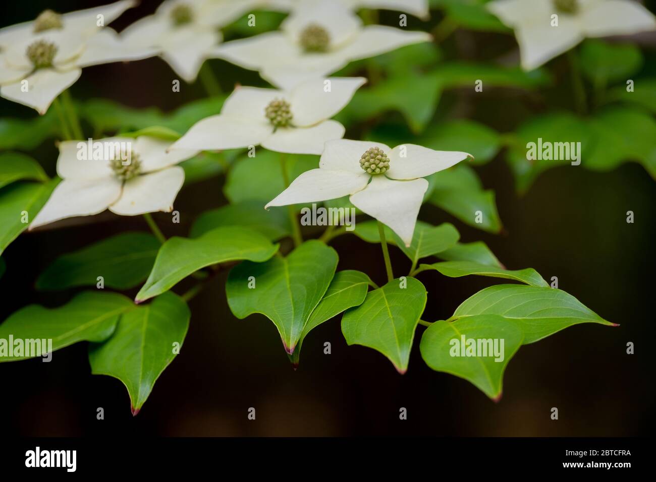Nahaufnahme der Blüten eines Kousa Dogwood. Crowder Park von Wake County, North Carolina. Stockfoto