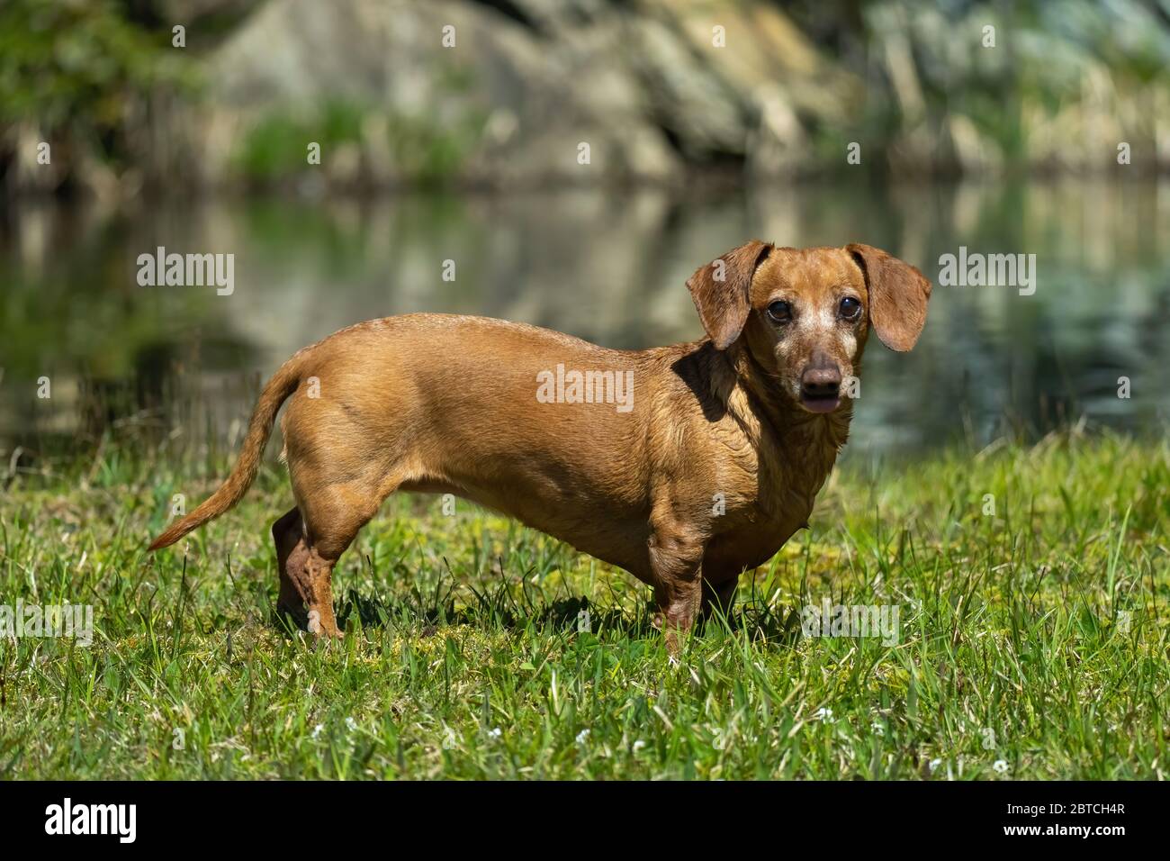Fotos von einem kleinen Hund draußen, laufen und stationär Stockfoto