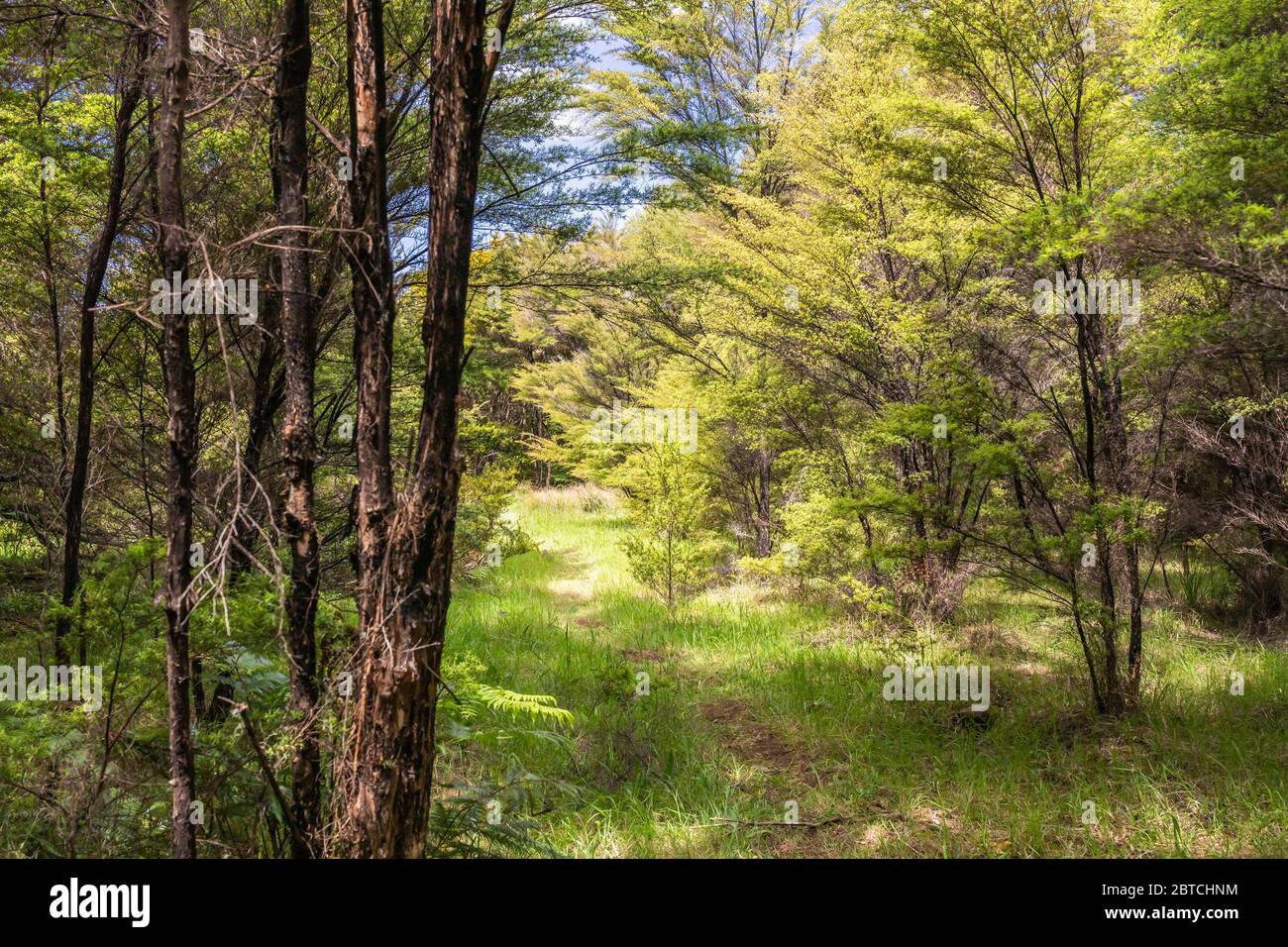 Teatree Forest of manuka and kanuka, Neuseeland, Oktober 2019 Stockfoto