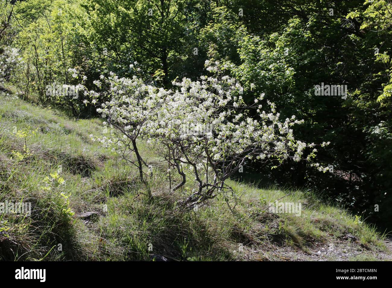 June Berry Stockfotos Und Bilder Kaufen Alamy