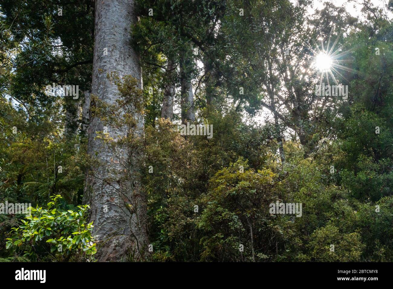 Kauri-Wald im neuseeländischen Northland Stockfoto