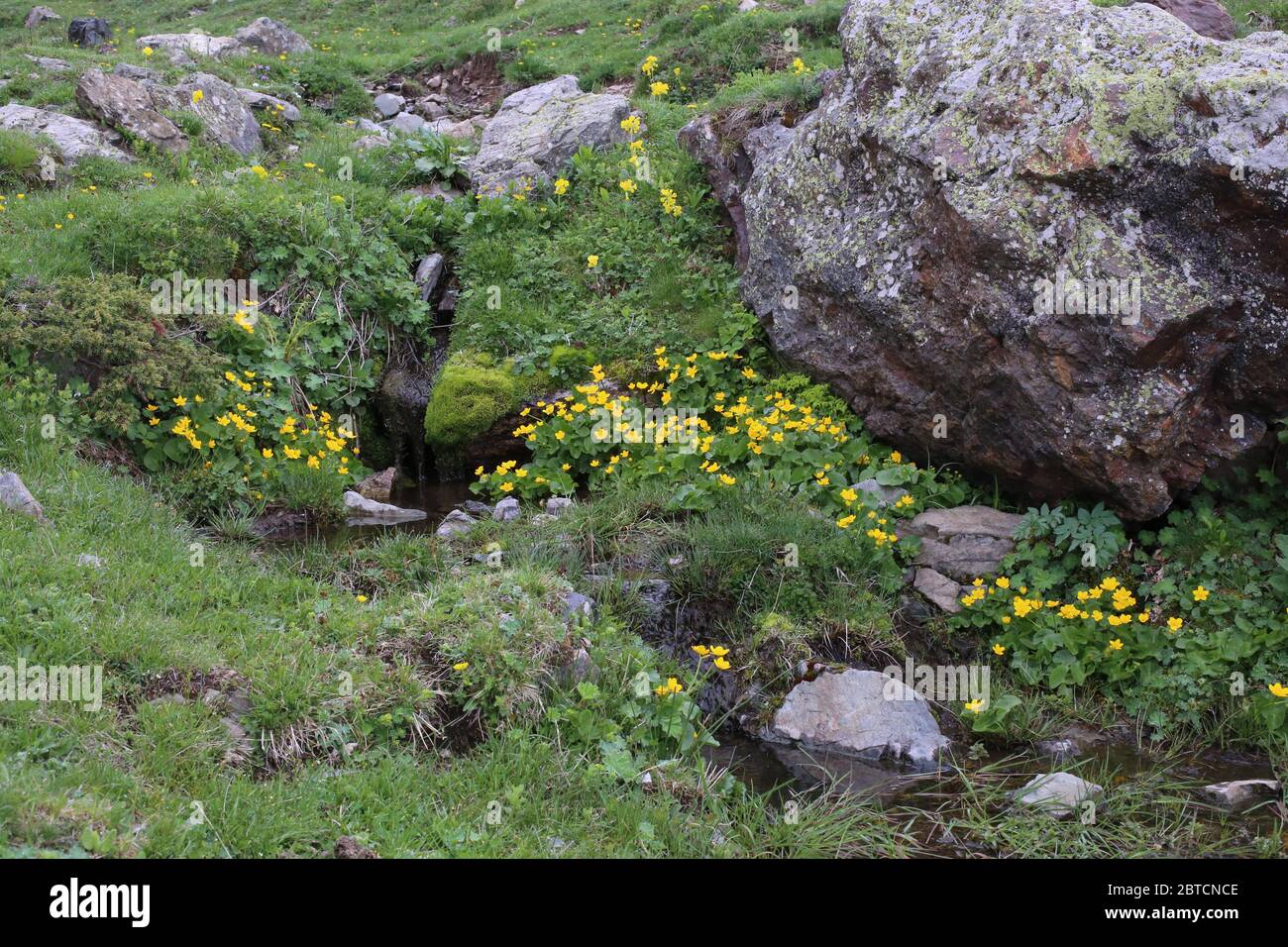 Caltha palustris, Marsh-Marigold - Wilde Pflanze im Frühjahr erschossen. Stockfoto