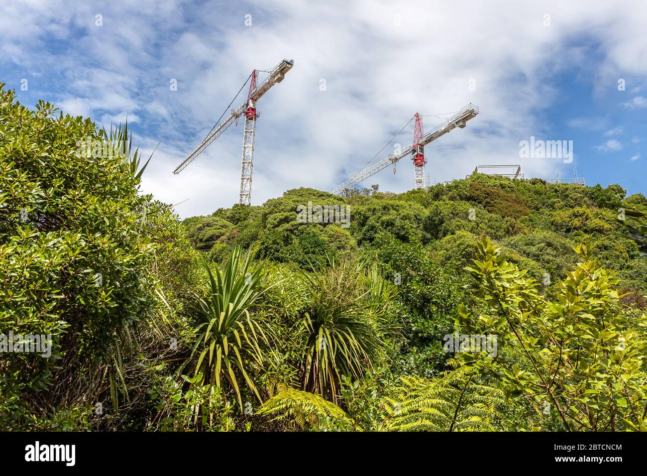 Zwei Kraniche kontrastieren mit neuseeländischem Busch, Neuseeland, Februar 2020 Stockfoto