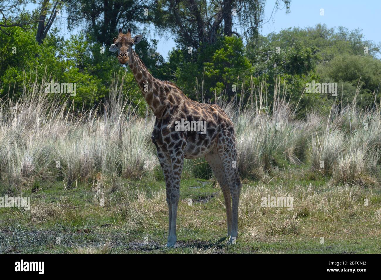 Giraffen in der Trockenzeit im Okavango Delta, Botswana Stockfoto