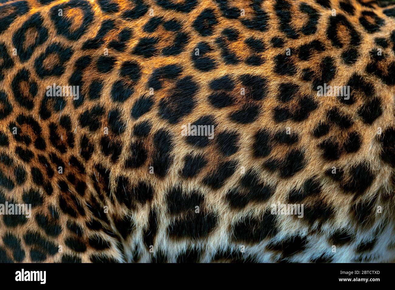 Im Leopardenmuster. Echte Fellhaut Textur. Tierdruck Muster Fliese Hintergrund Stockfoto