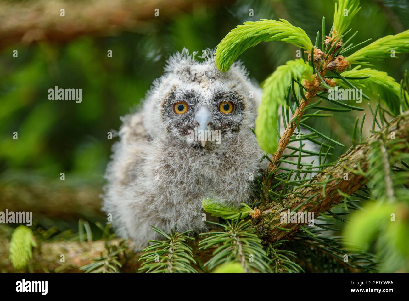 Baby Eule Im Baum Fotos Und Bildmaterial In Hoher Aufl sung Alamy