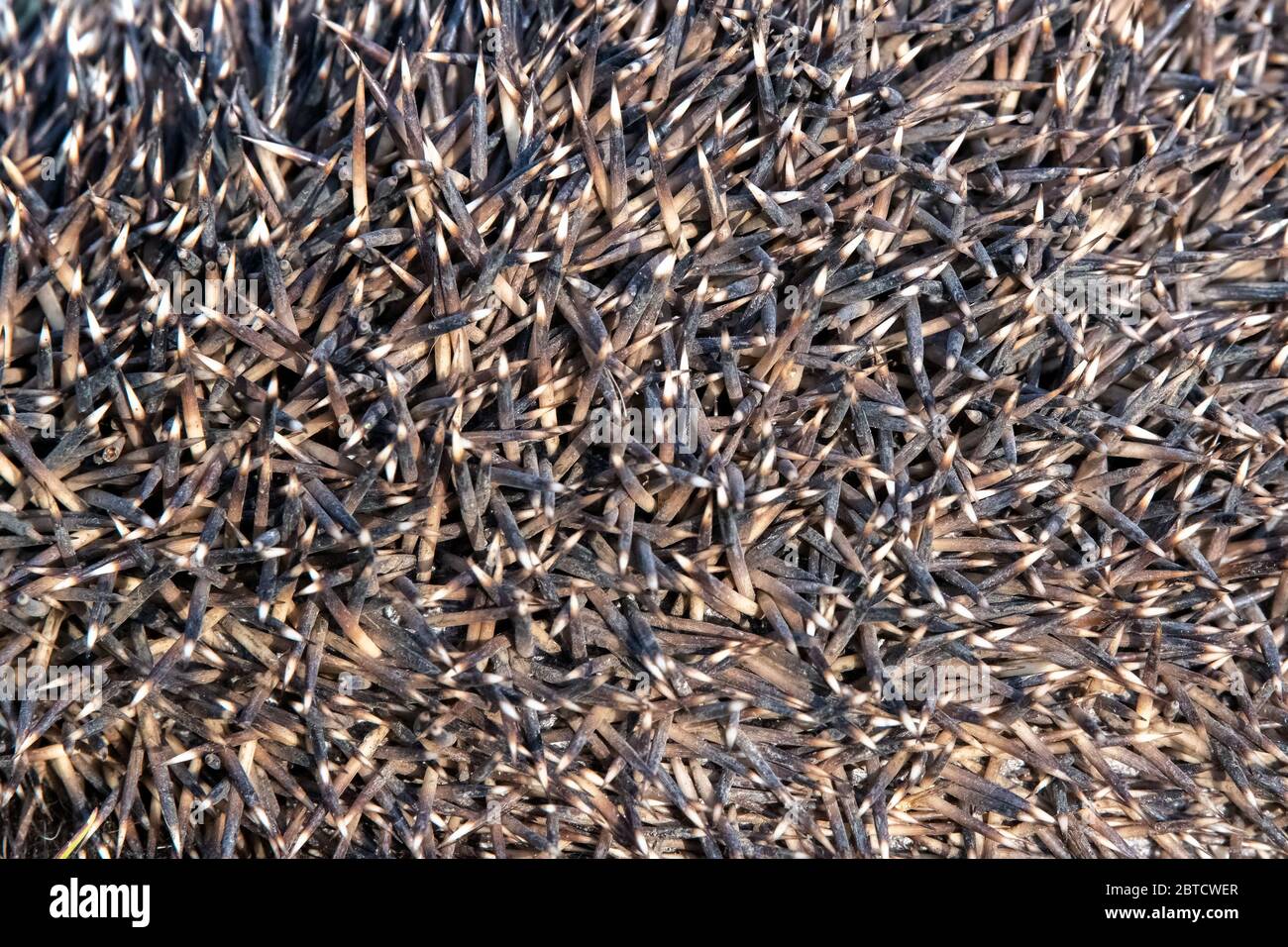 Nahaufnahme Textur Hintergrund von Igel Nadeln Stockfoto