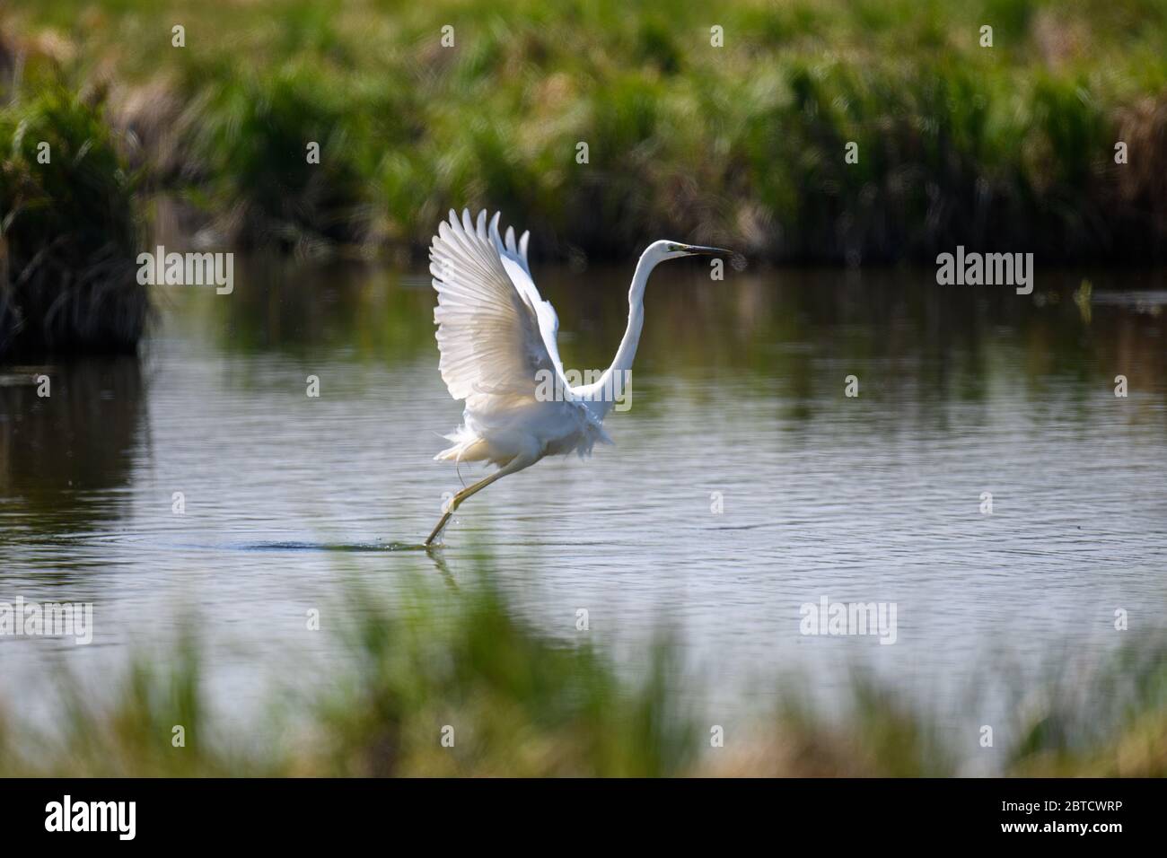 Weißer Reiher, Reiher, fliegen auf dem Seegrund. Wasservogel im Naturraum. Wildlife-Szene Stockfoto