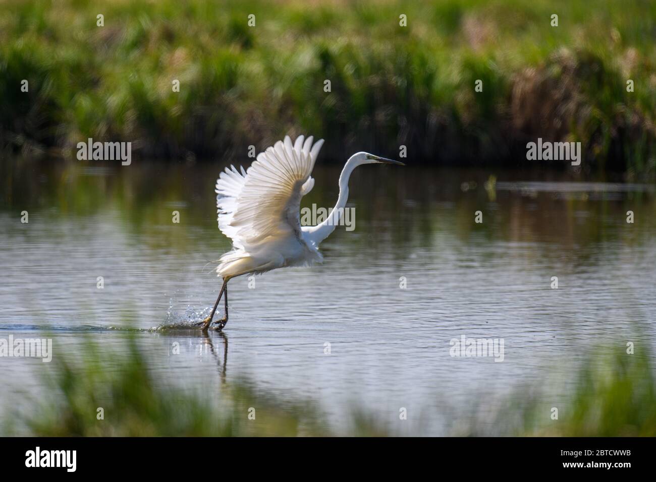 Weißer Reiher, Reiher, fliegen auf dem Seegrund. Wasservogel im Naturraum. Wildlife-Szene Stockfoto