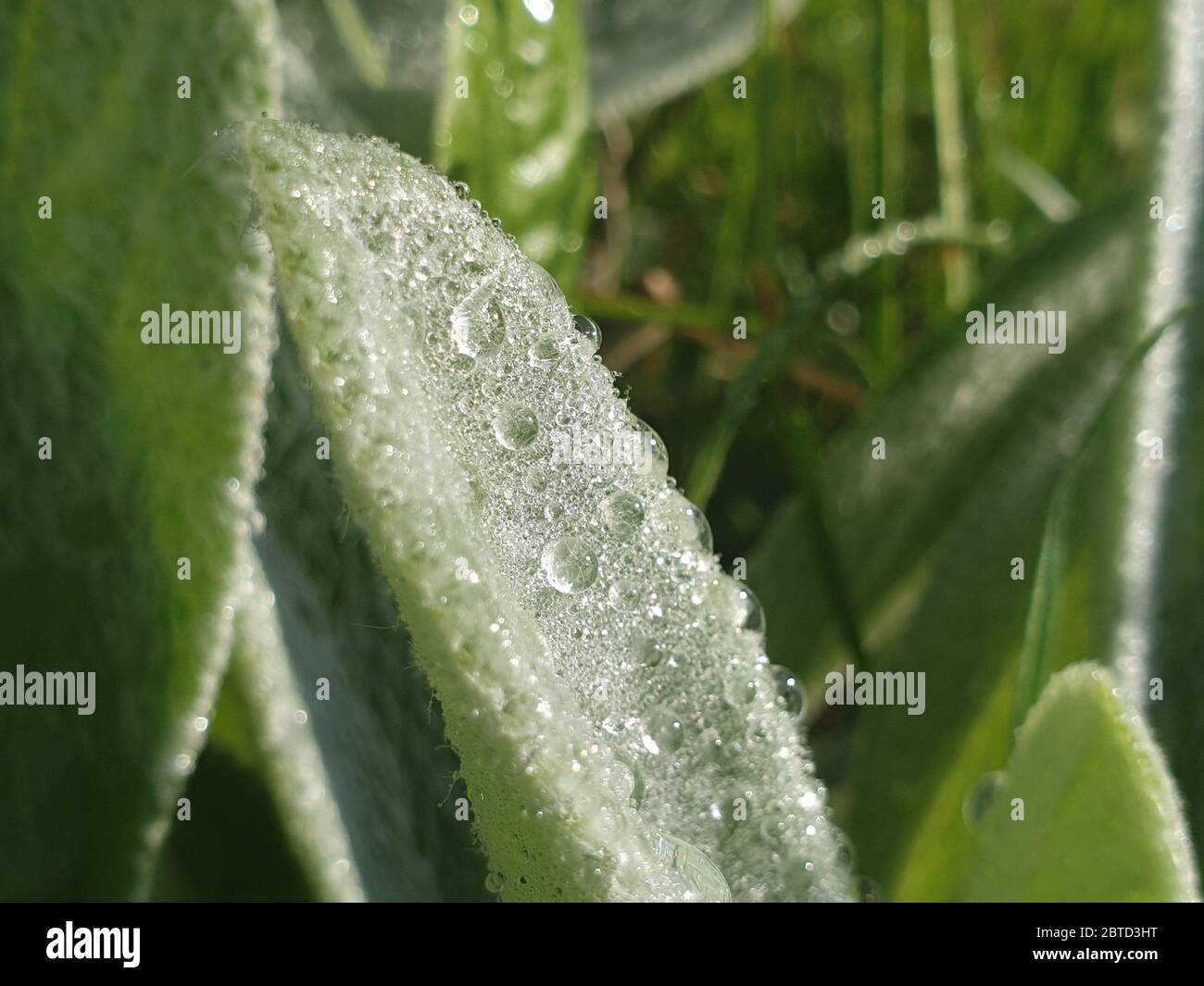 Am Morgen tropft Wasser auf ein Blatt Stockfoto