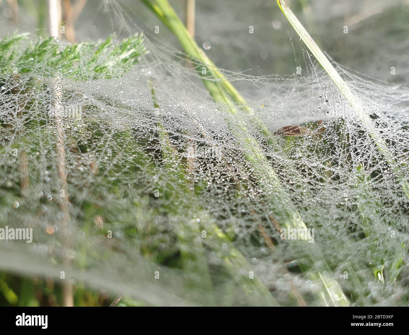 Wassertropfen auf dem Spinnennetz Stockfoto