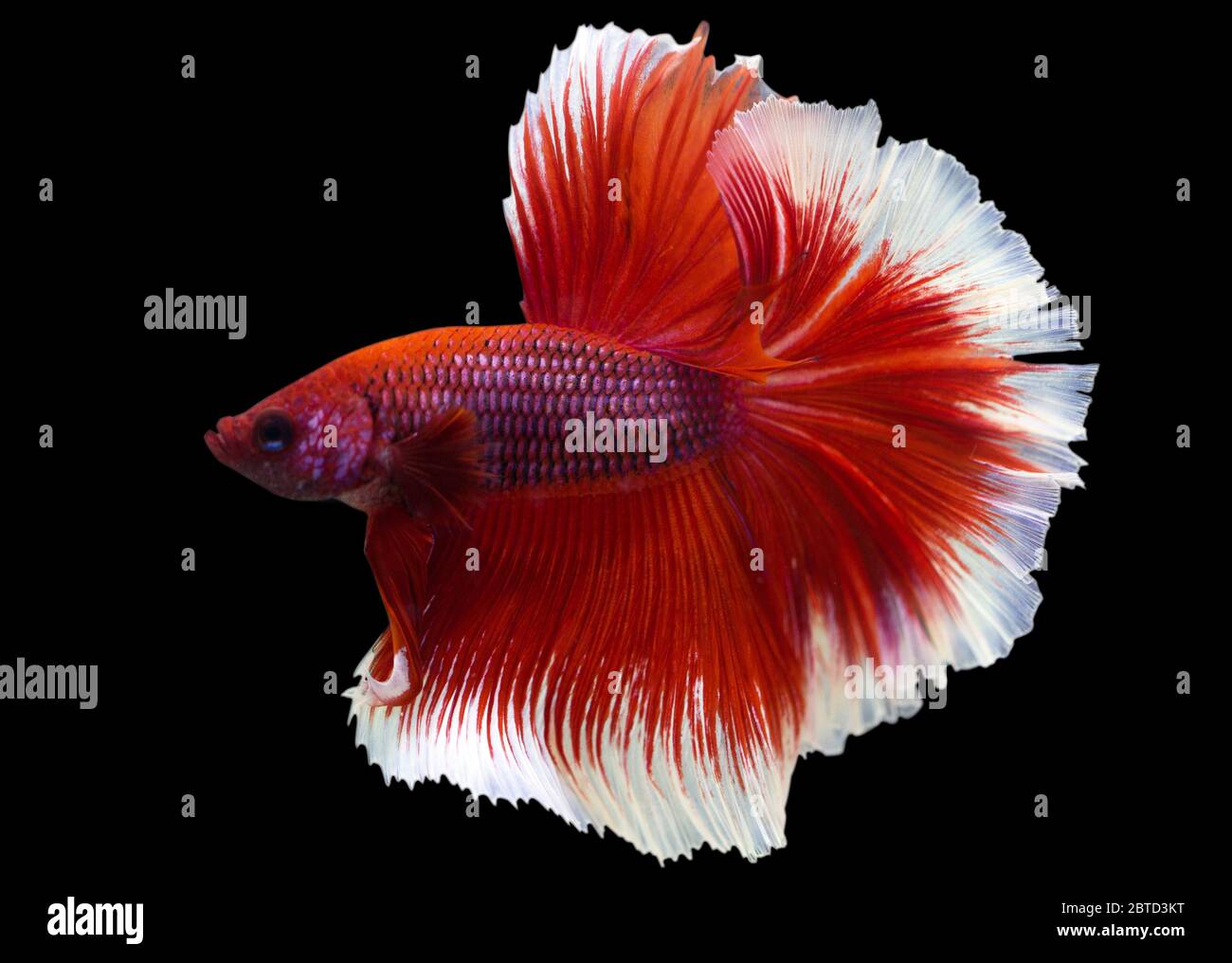 Betta Red Rose Tail Halfmoon HM Männlich oder Plakat Fighting Fish Splendens auf schwarzem Hintergrund. Stockfoto