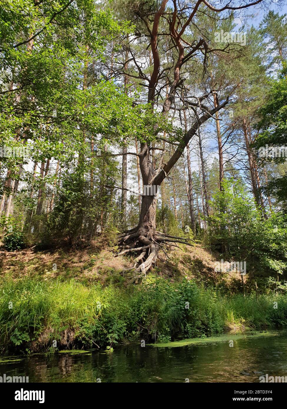 Baum auf der Klippe in der Nähe des Flusses Stockfoto