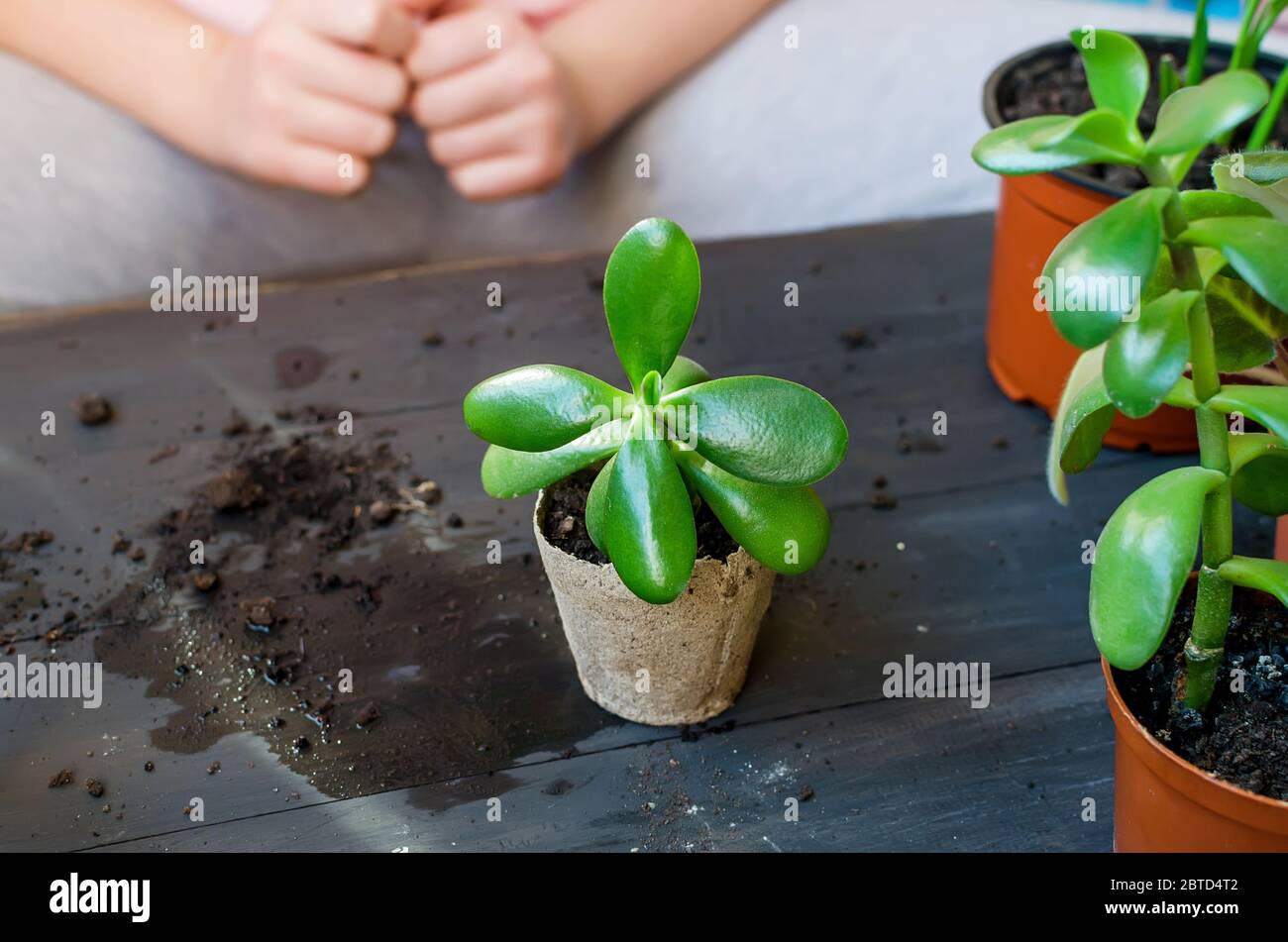 Mini Sukkulent in einem Torftopf auf dem Tisch nach Umpflanzen, Haushaltspflanzen und viele Torftöpfe, verstreute Erde. Konzept der Hausgarten und Pflege für Stockfoto