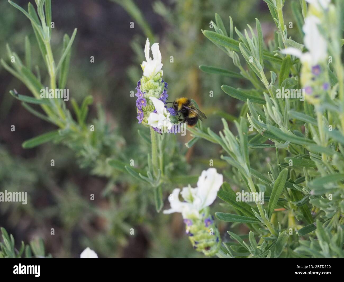 Eine Hummel, die eine französische Lavendelblüte besucht Stockfoto