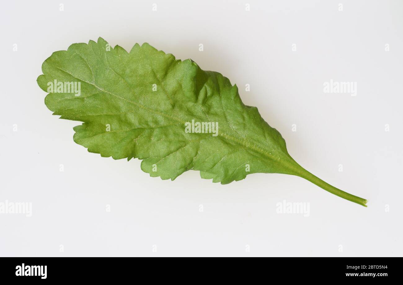 Gartenkurse, Lepidium Sativum, ist eine wichtige Heil- und Medizinalpflanze. Das Kuechenkraut wird auch in der Frankfurter Gruene Sosse verwendet. Ga Stockfoto
