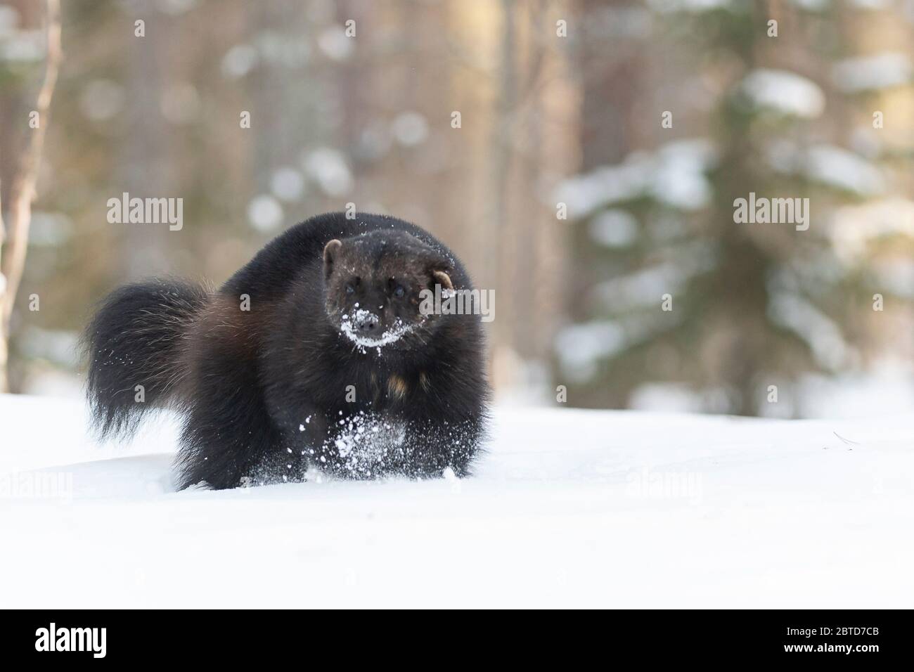 Wolverine in Finnland Stockfoto