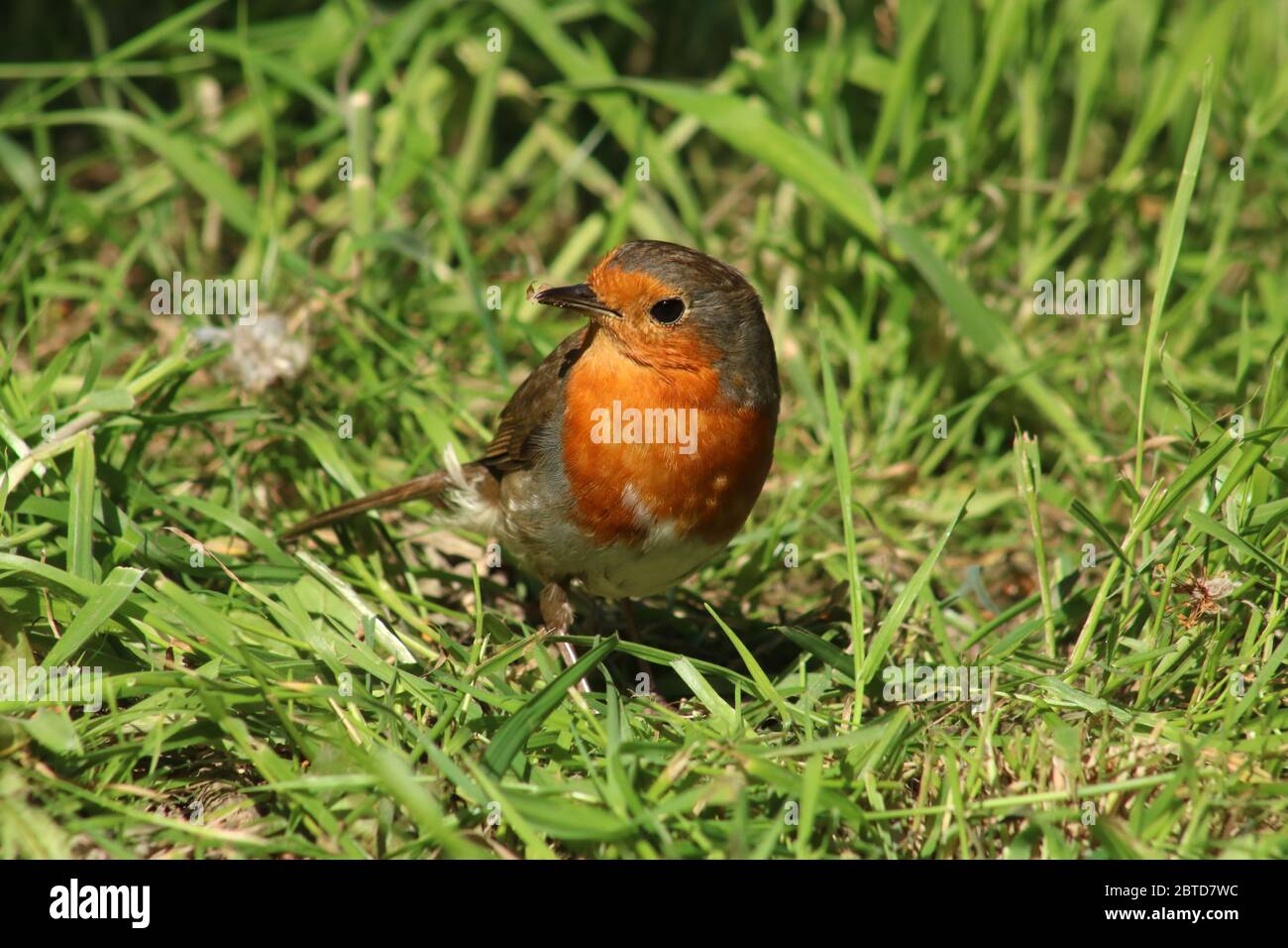 Der alleinerziehende Rotkehlchen, erithacus rubecula, stand im Frühjahr, Mai 2020, im Gras bei Sonnenschein in einem Garten hinter dem Haus. Stockfoto