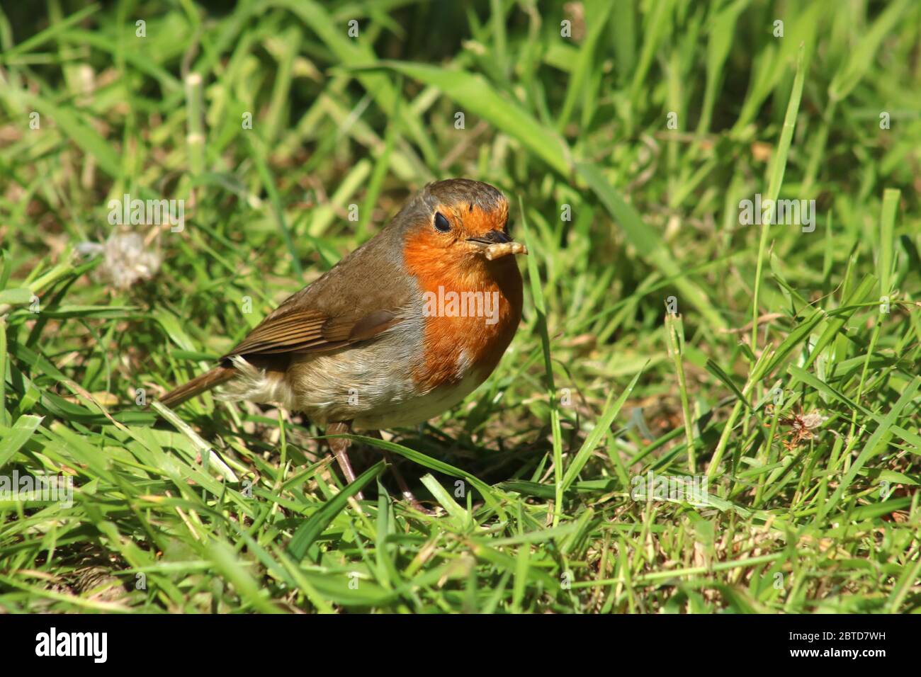 Der alleinerziehende Rotkehlchen, erithacus rubecula, stand im Frühjahr, Mai 2020, im Gras bei Sonnenschein in einem Garten hinter dem Haus. Stockfoto
