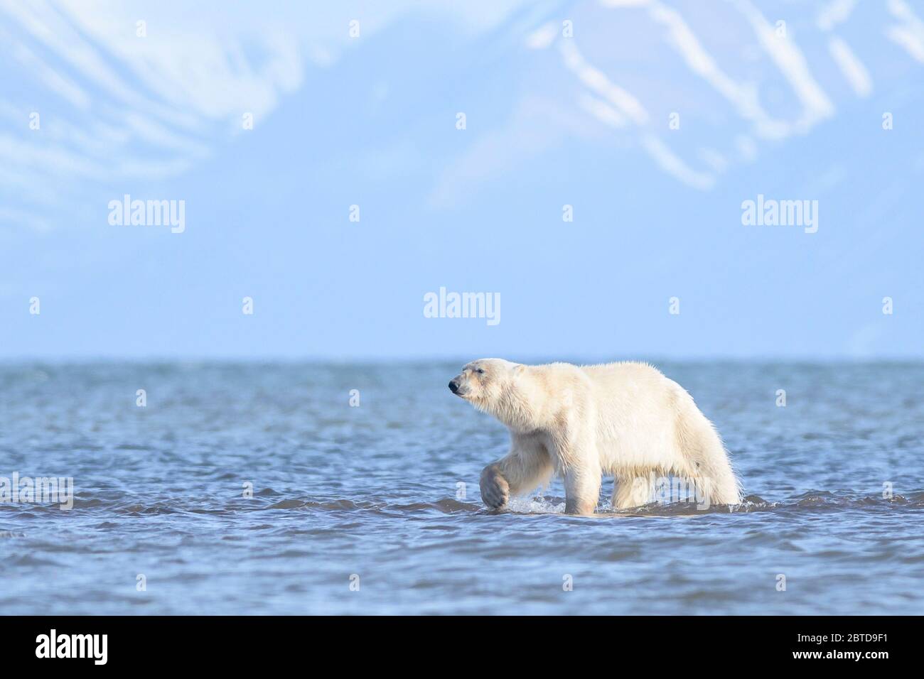 Ein Eisbär, der in Spitzbergen unterwegs ist Stockfoto