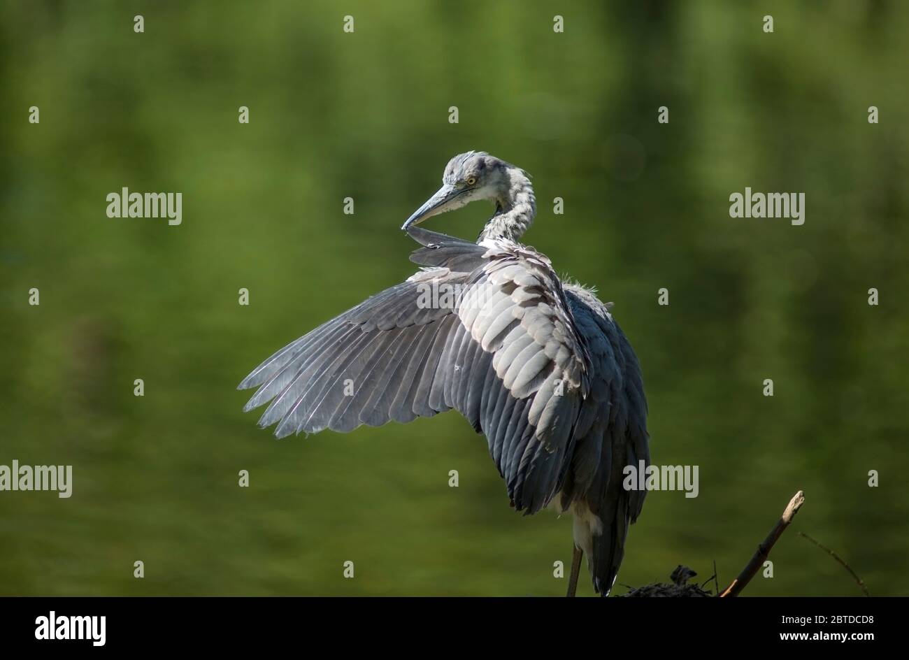 Grauer Reiher mit Flügeln vor einem grünen Laubgrund geöffnet Stockfoto