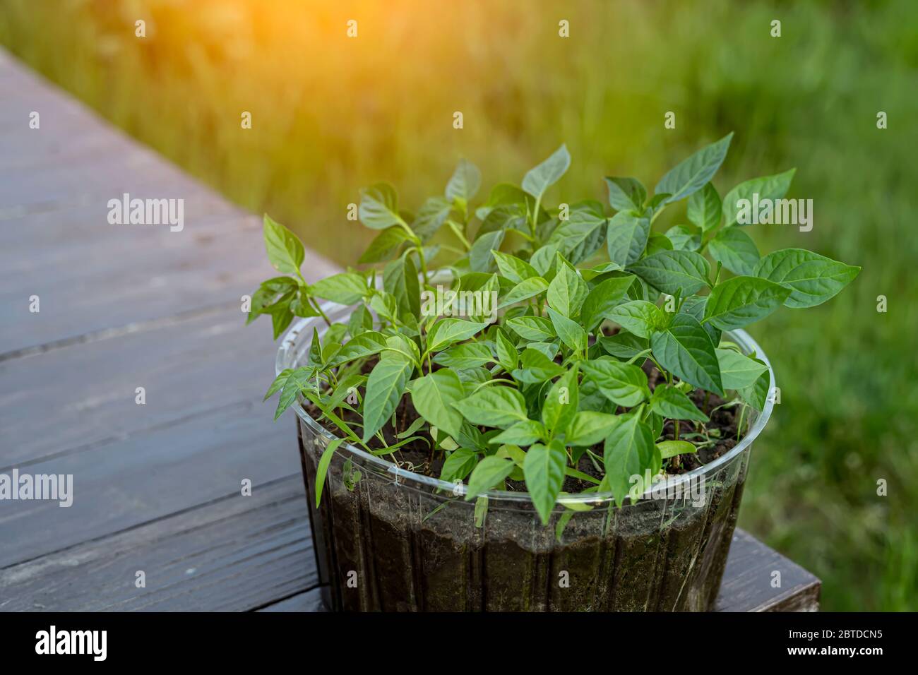 Junge rote Paprika Sämlinge bereit für die Pflanzung in den Boden Stockfoto