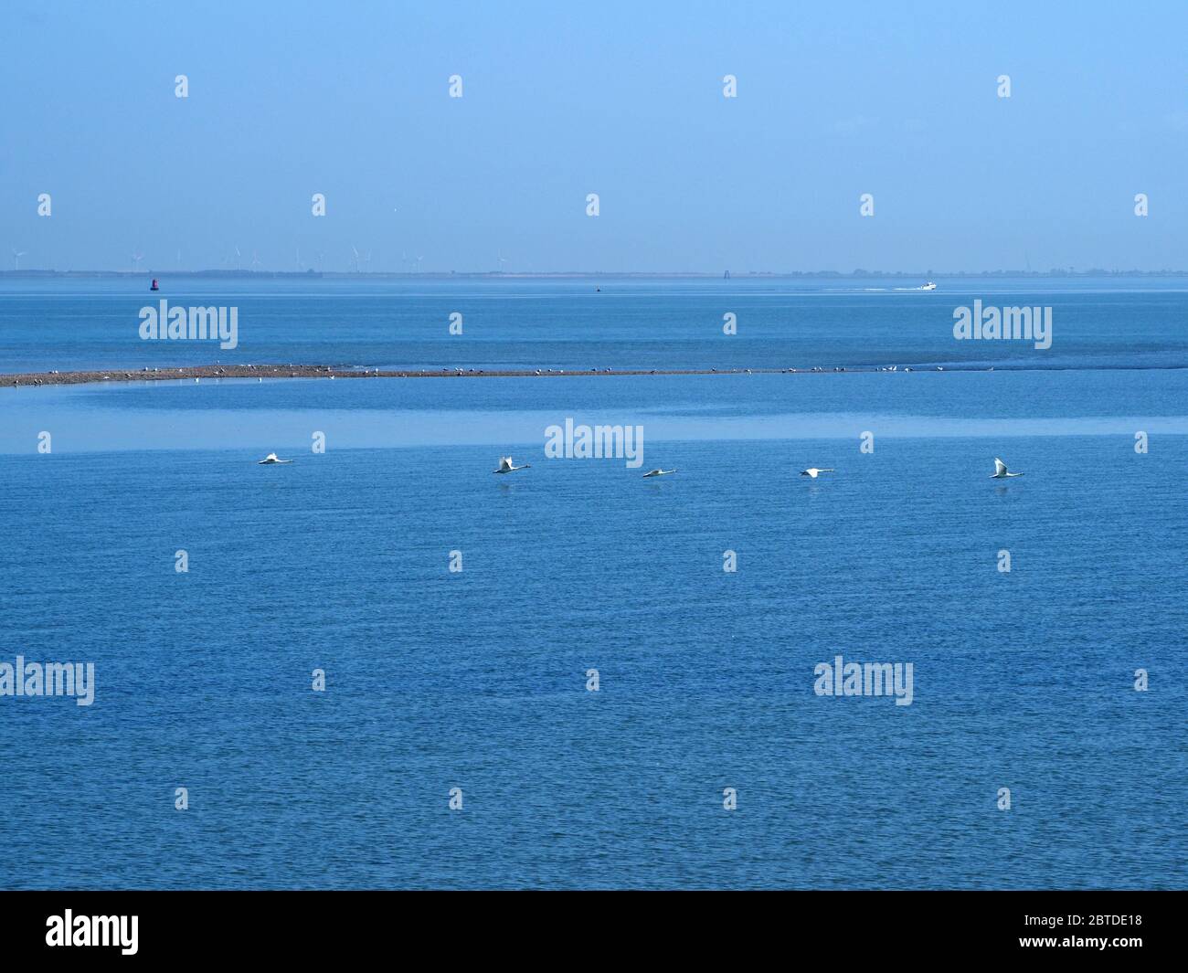 Sheerness, Kent, Großbritannien. Mai 2020. UK Wetter: Fünf Schwäne scheinen eine soziale Distanz zu halten, während sie an einem sonnigen und heißen Morgen in Sheerness, Kent, tief über das Meer fliegen. Quelle: James Bell/Alamy Live News Stockfoto