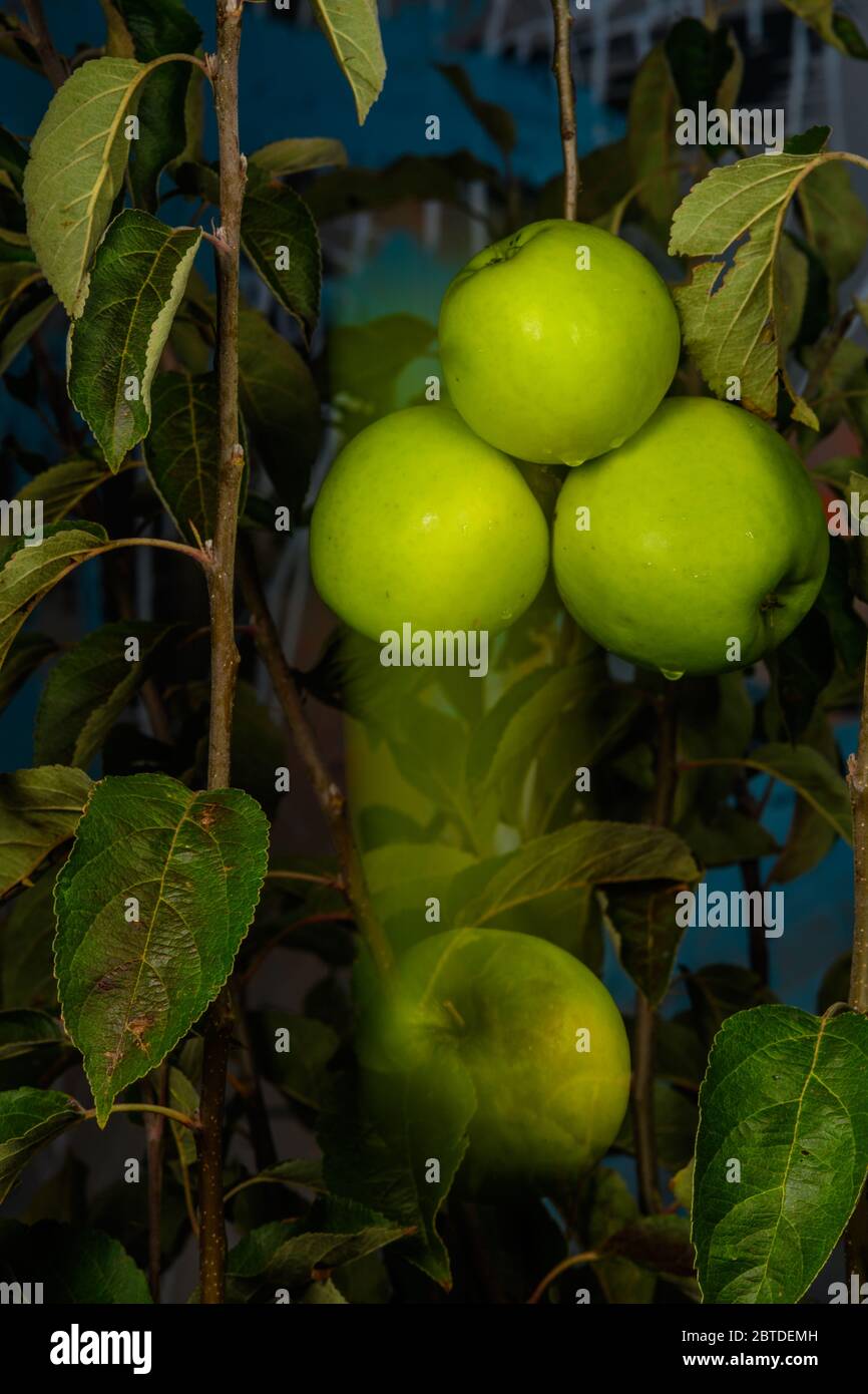 Ein reifer Apfel fällt vom Apfelbaum Stockfoto