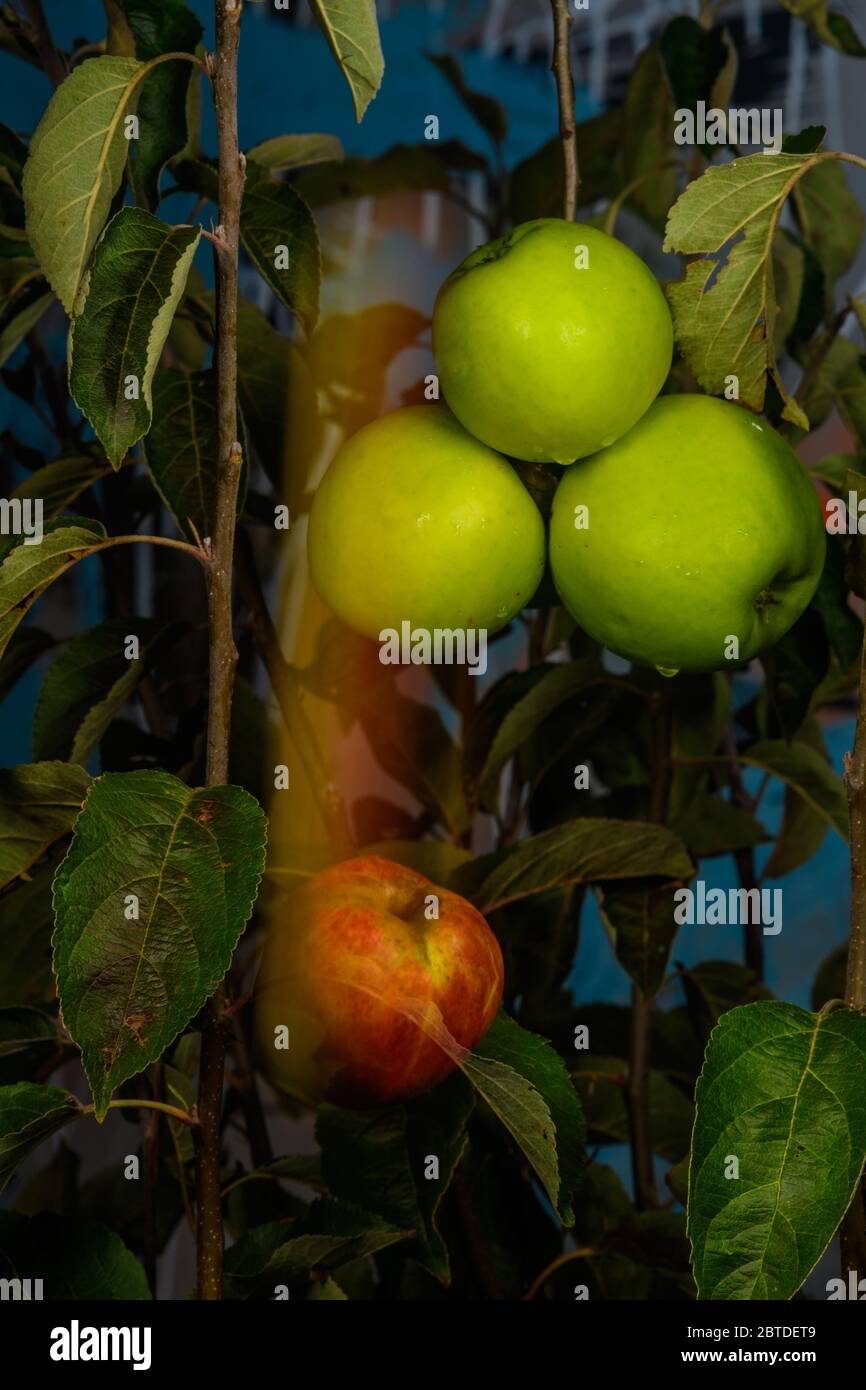 Anders sein oder EIN reifer Apfel fällt vom Apfelbaum Stockfoto