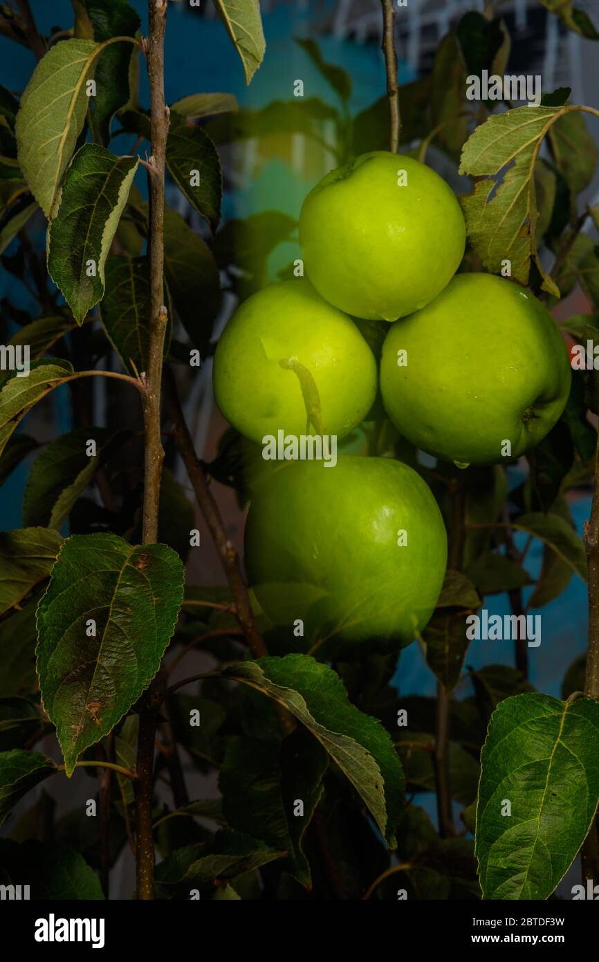 Ein reifer Apfel fällt vom Apfelbaum Stockfoto