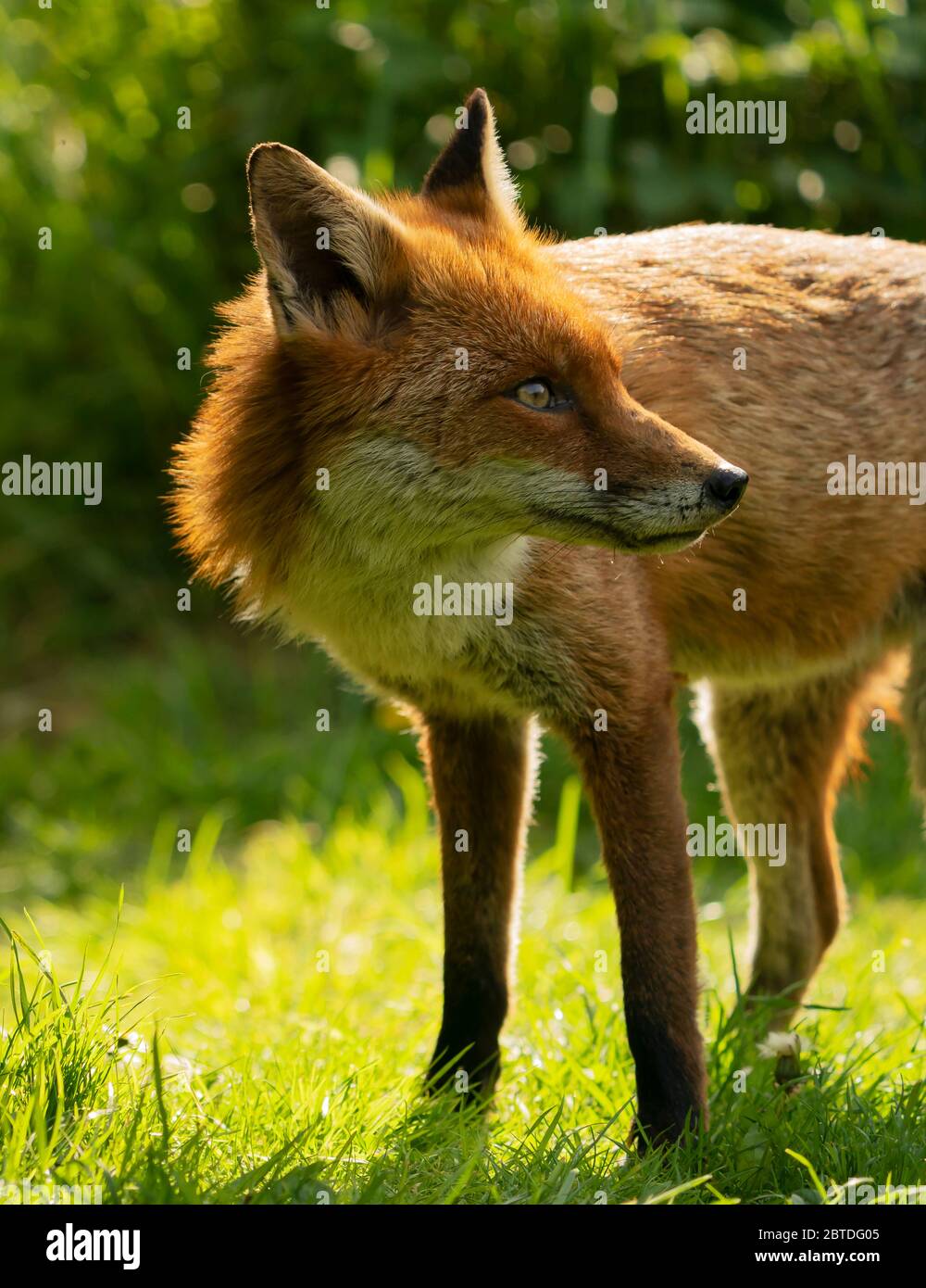 Ein wilder Rüde Red Fox (Vulpes vulpes) leuchtete gegen die Abendsonne, Warwickshire Stockfoto