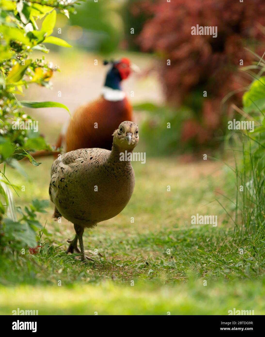 Ein Paar Fasane (Phasianus colchicus), Warwickshire Stockfoto