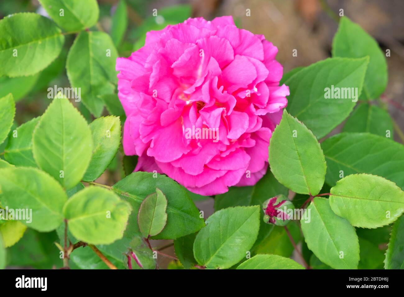 Zephiriine Drouhin rosa Rose Nahaufnahme Nahaufnahme in Blüte in einem Garten im Mai Carmarthenshire Wales Großbritannien KATHY DEWITT Stockfoto