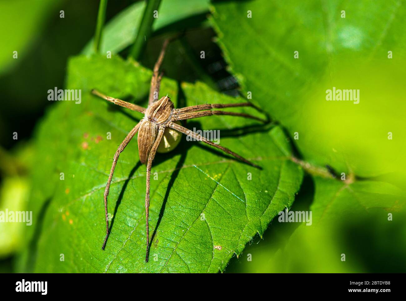 Pisaura mirabilis, mit dem Kokon seiner Eier. Stockfoto