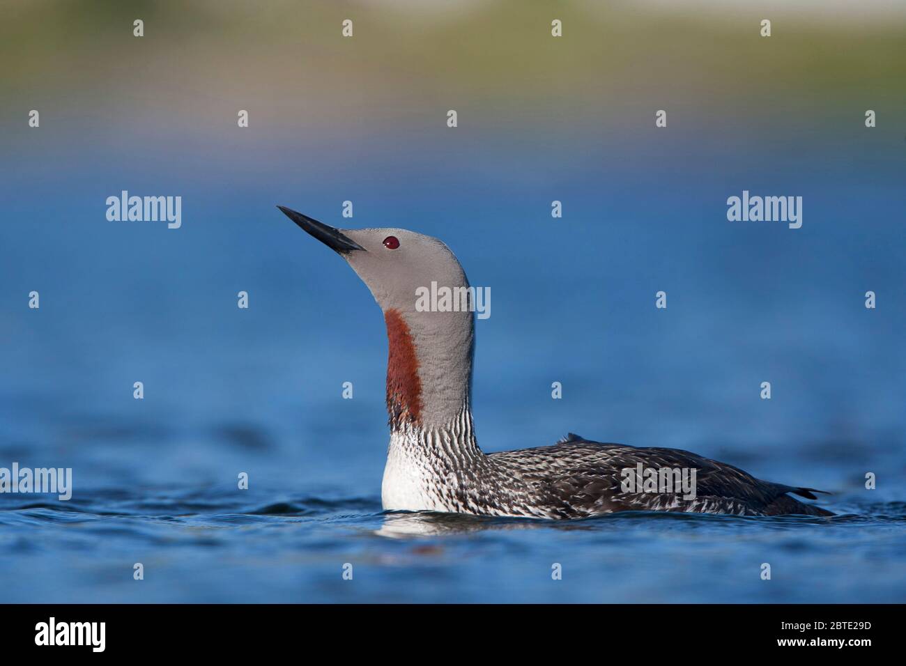 Rotkehltaucher (Gavia stellata), Schwimmen, Norwegen, Lofoten-Inseln Stockfoto