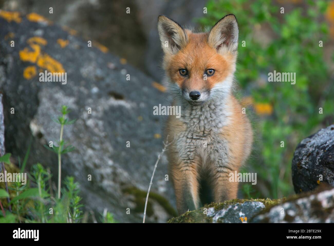 Rotfuchs (Vulpes vulpes), Jugendfuchs vor dem Fuchsbau, Vorderansicht, Estland, Soomaa Nationalpark Stockfoto