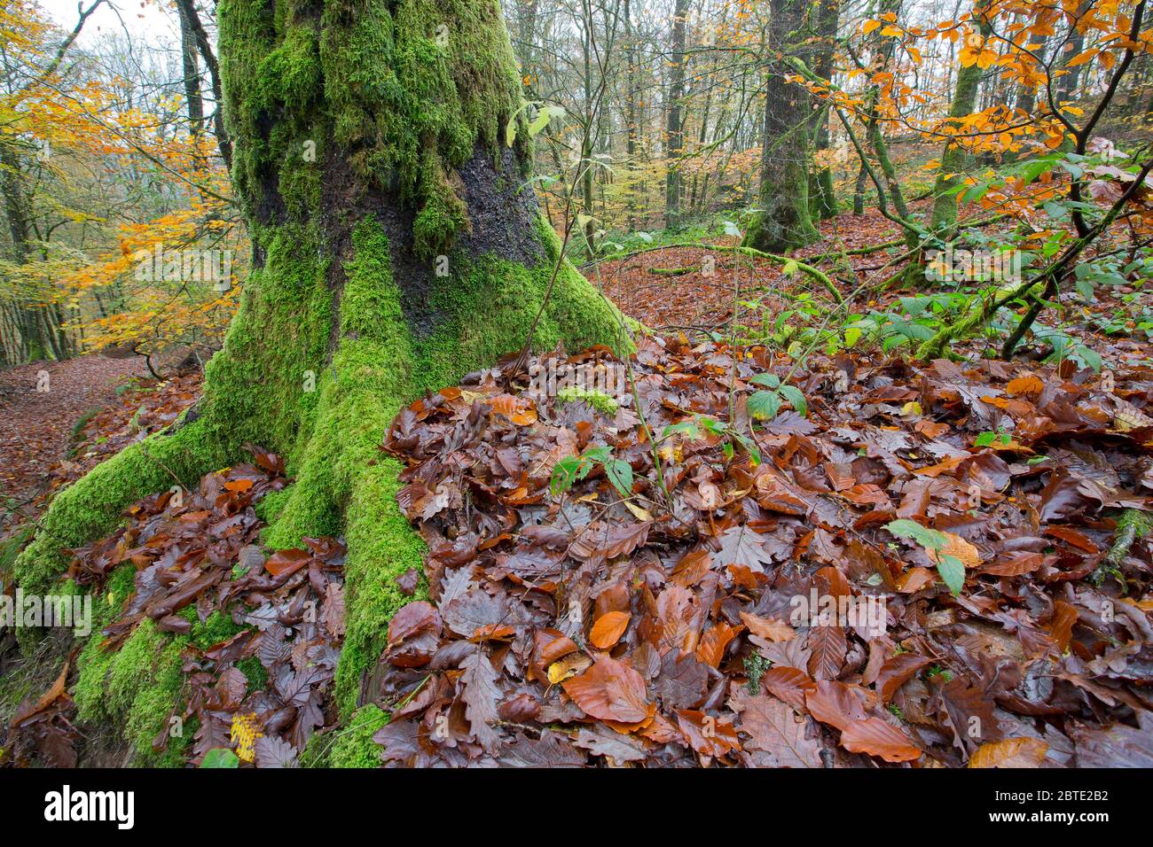 Eiche (Quercus spec.), Baum mit Moos, Belgien, Ardennen Stockfoto