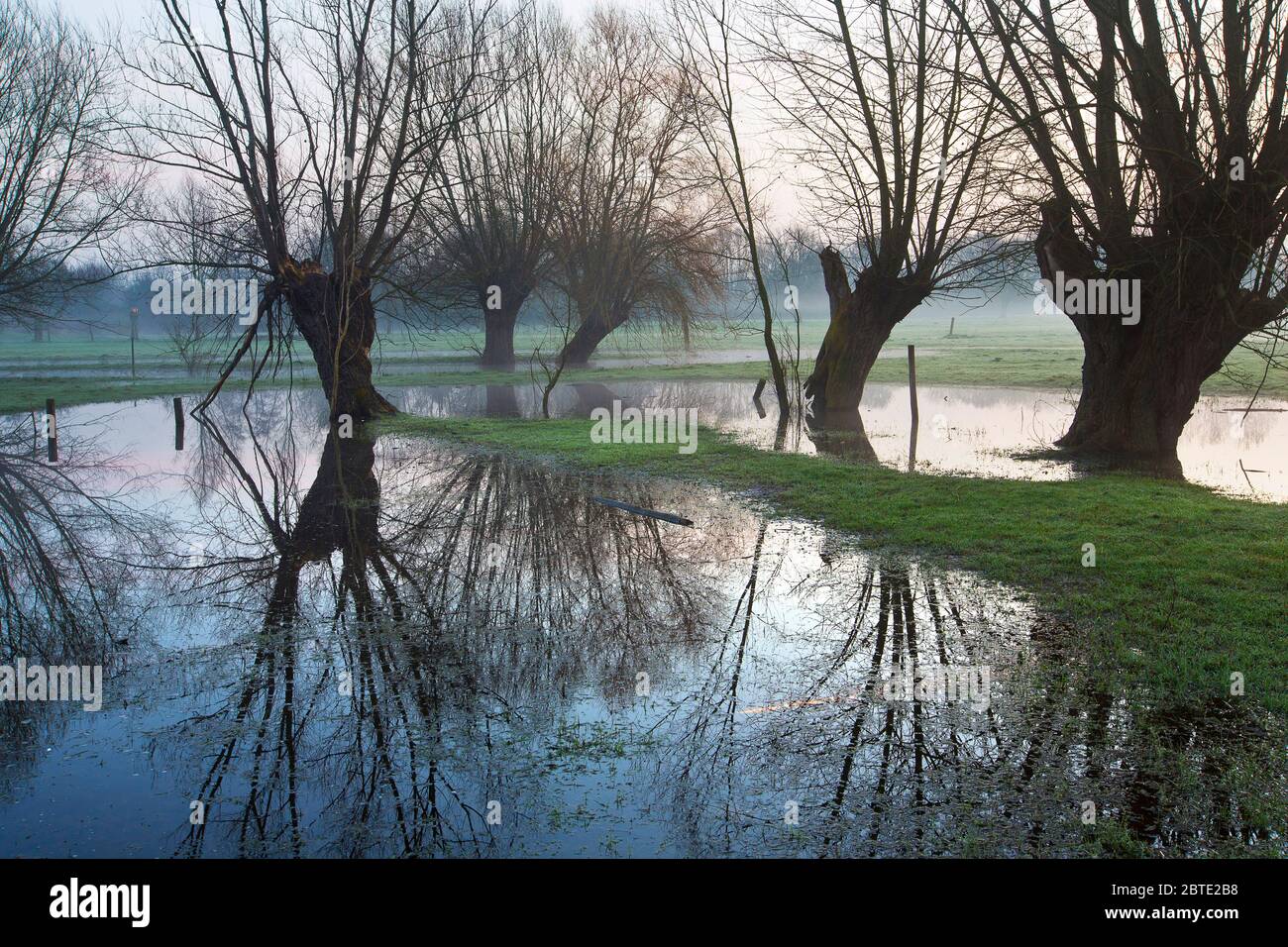 pollard Weiden in überschwemmten Bereich, Belgien, Westflandern, Waregem Stockfoto