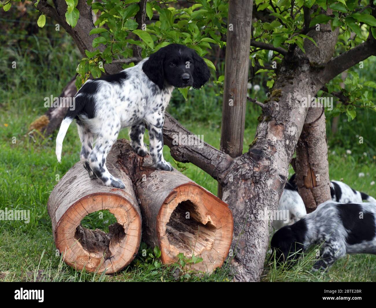 Großer Munsterlander (Canis lupus f. familiaris), sieben Wochen alter Welpe auf ausgehöhlten Baumstämmen, Deutschland Stockfoto