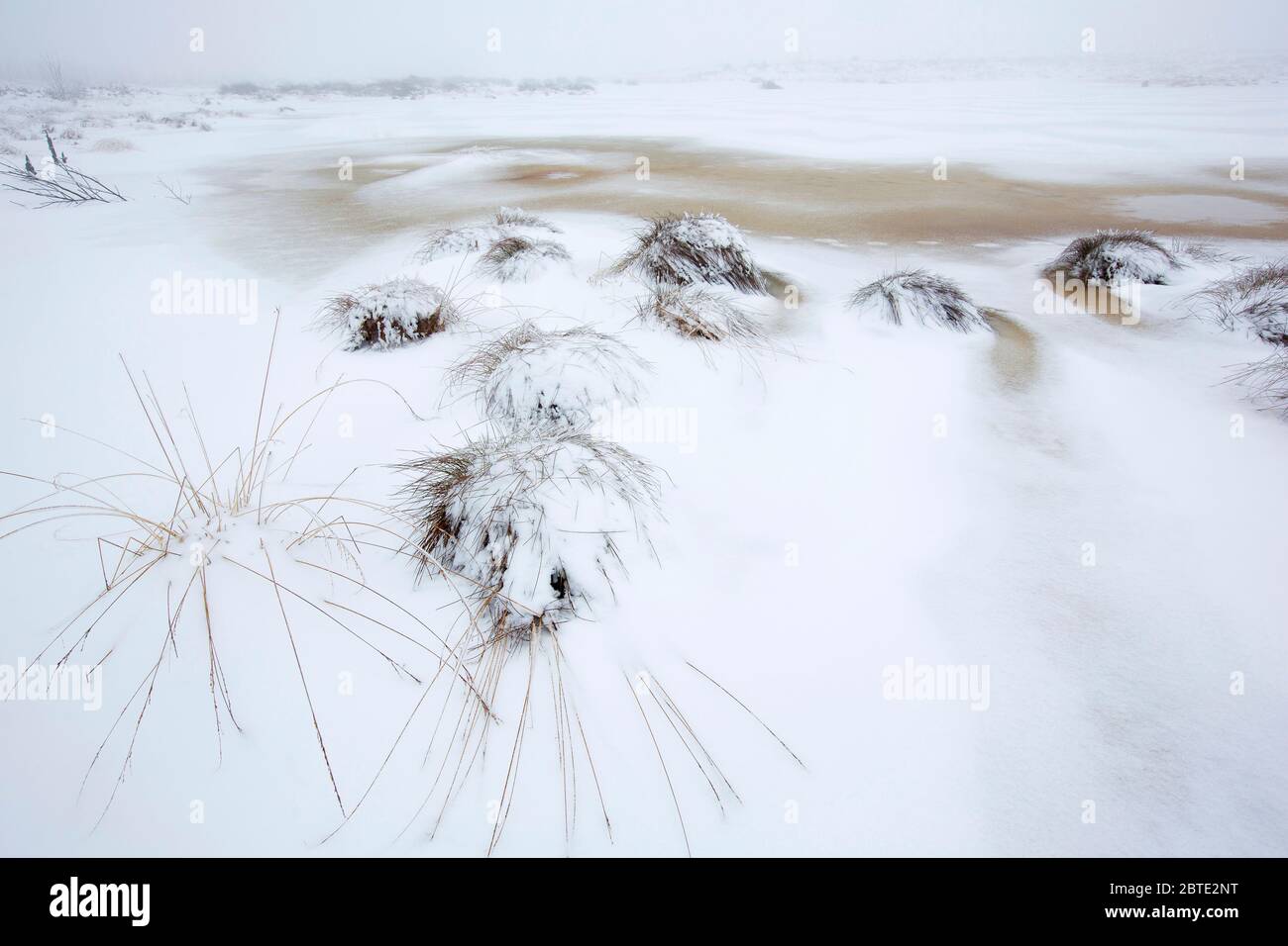 Schnee in Brackvenn, Belgien, Ardennen, Hochfennen Stockfoto