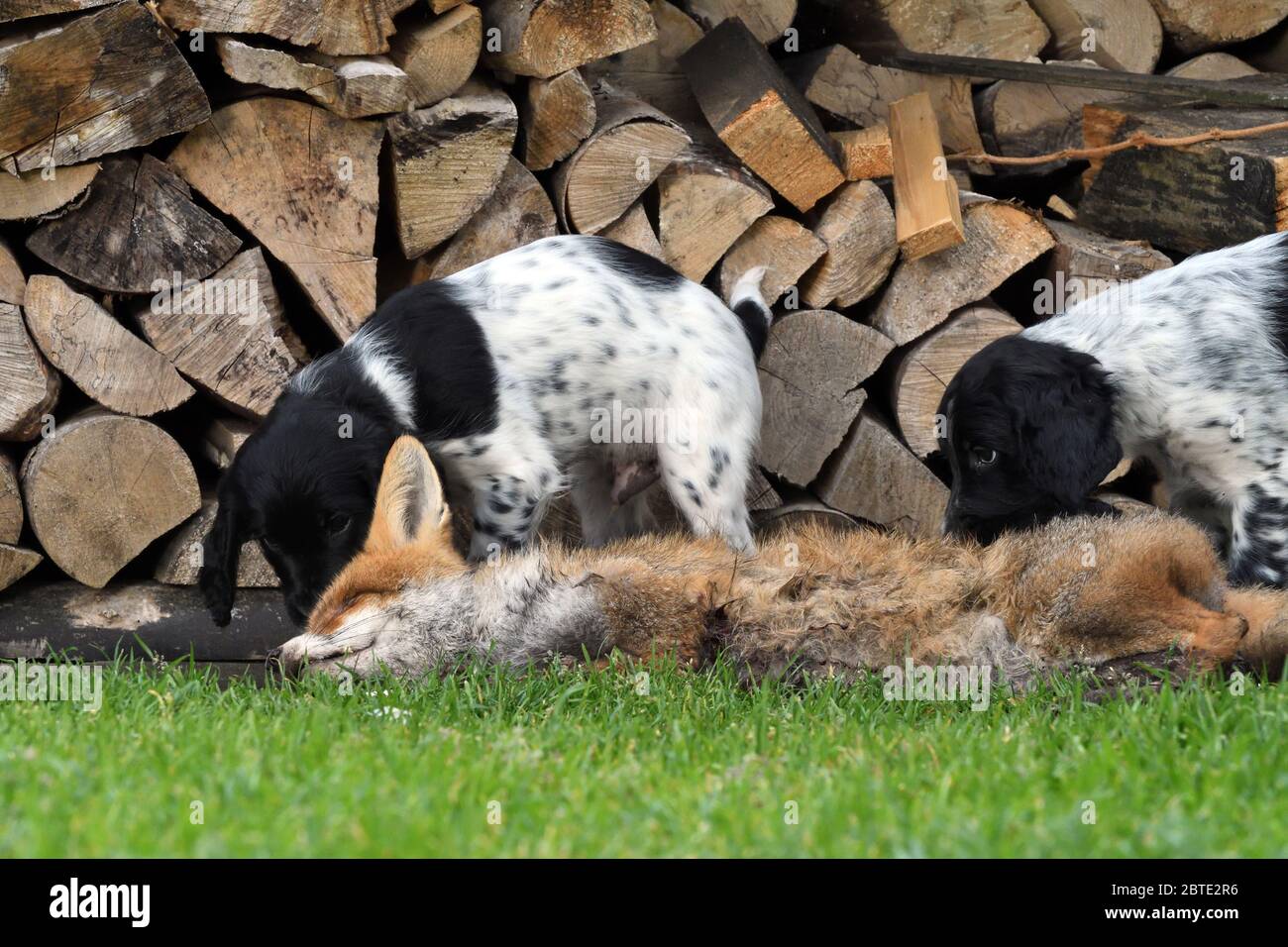 Großer Munsterlander (Canis lupus f. familiaris), zwei sieben Wochen alte Puppen schnüffeln an einem toten Fuchs, im Hintergrund gestapeltes Feuerholz Stockfoto