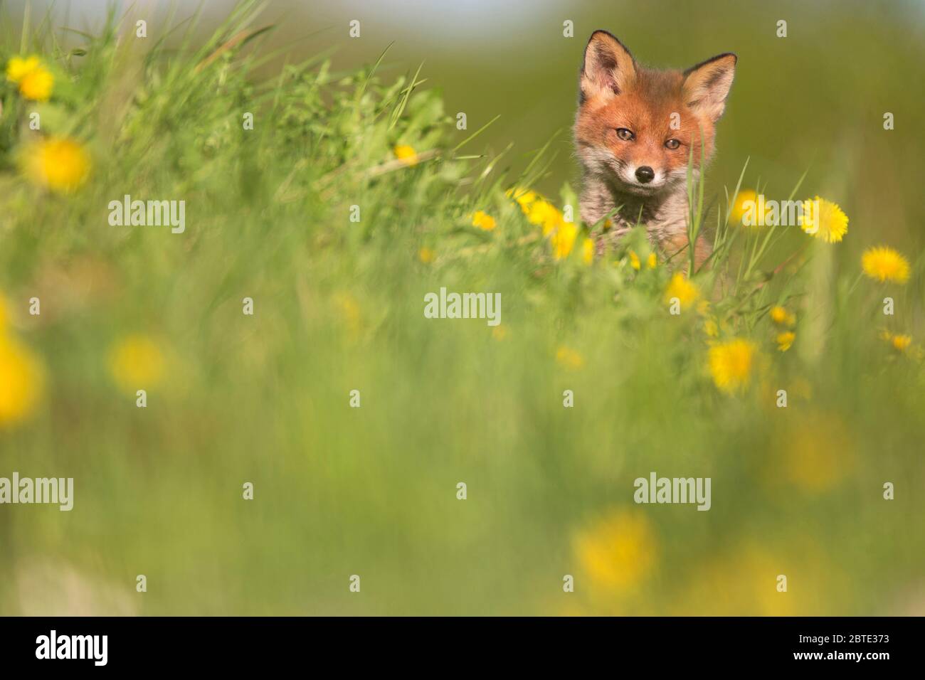 Rotfuchs (Vulpes vulpes), Porträt in einer Löwenzahn-Wiese, Fuchsjunge, Estland, Soomaa Nationalpark Stockfoto