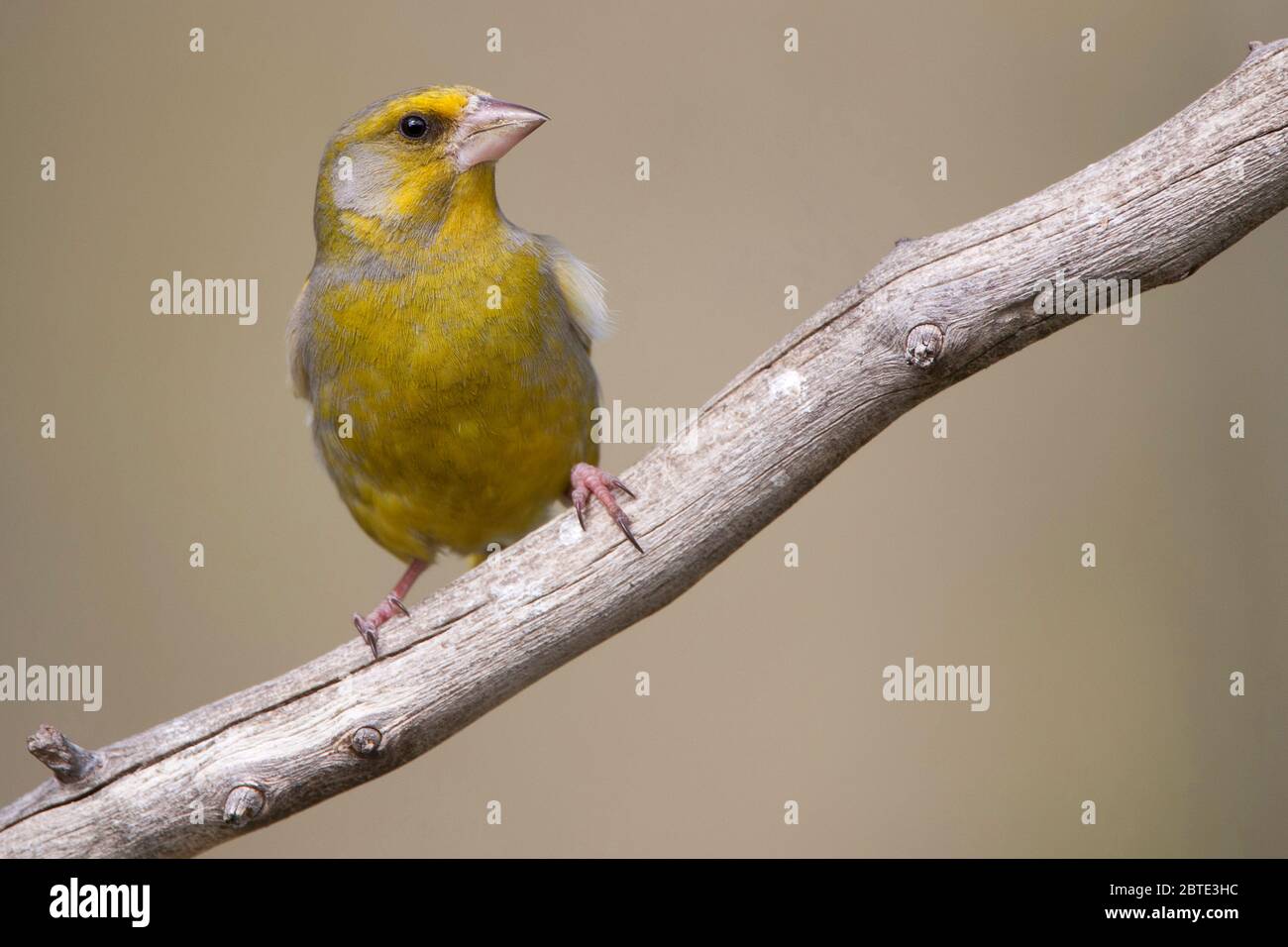 westernfink (Carduelis chloris, Chloris chloris), Barsche auf einem Zweig, Belgien, Ostflandern Stockfoto