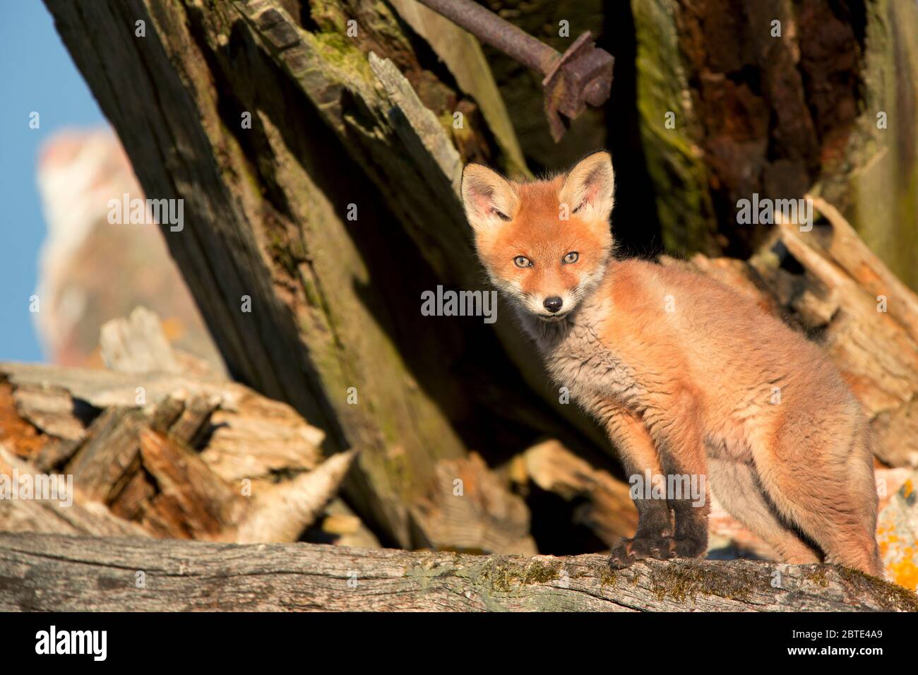 Rotfuchs (Vulpes vulpes), Fuchsjunge auf altem Holz stehend, Estland, Soomaa Nationalpark Stockfoto